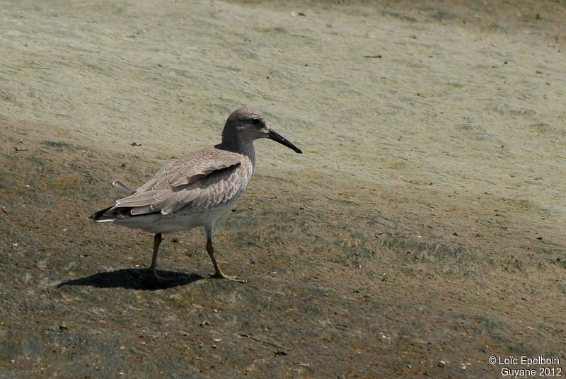 Oiseau mystère.jpg