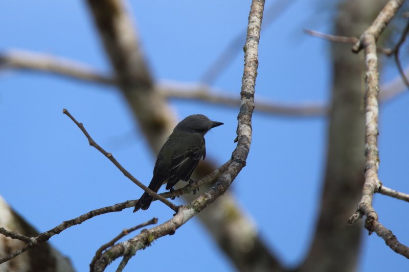 oiseau noir - copie 2.jpg