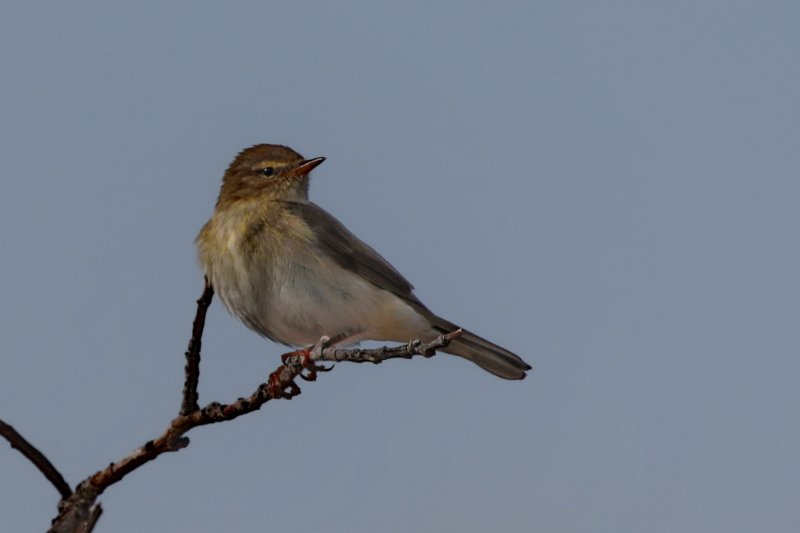 Oiseau Varanger 2.JPG