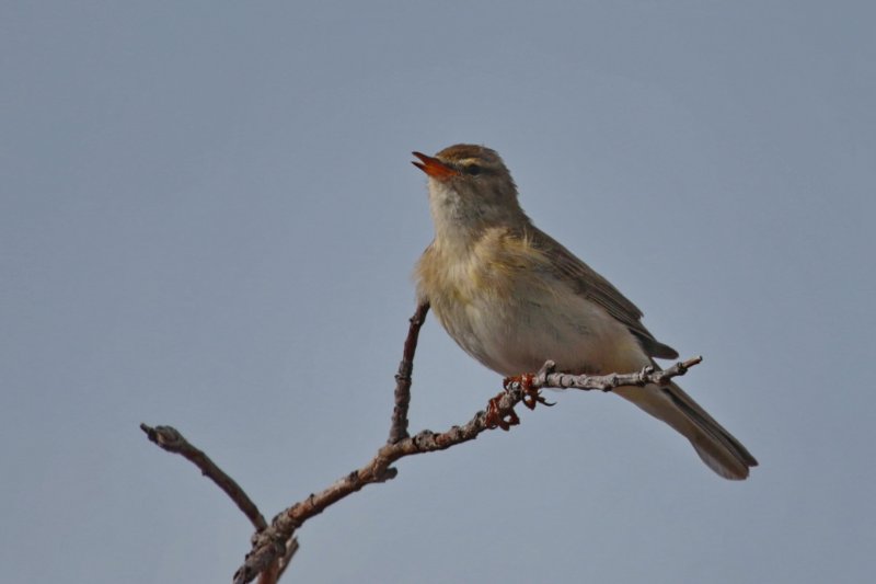 Oiseau Varanger 3.JPG