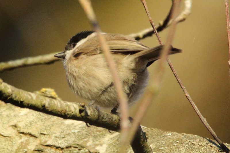 mésange boréale.JPG