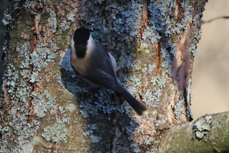 autre mésange_2.JPG