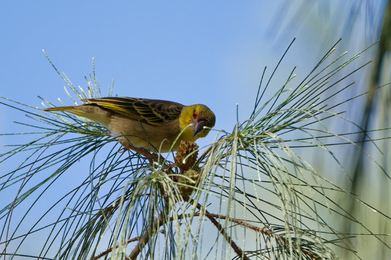 Ploceus-cucullatus-(1).jpg