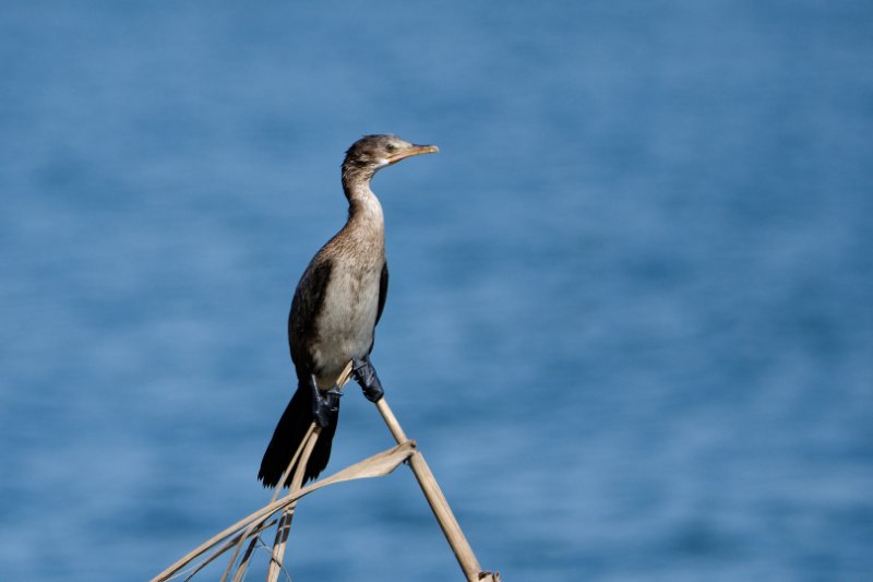 Cormoran-africain.jpg
