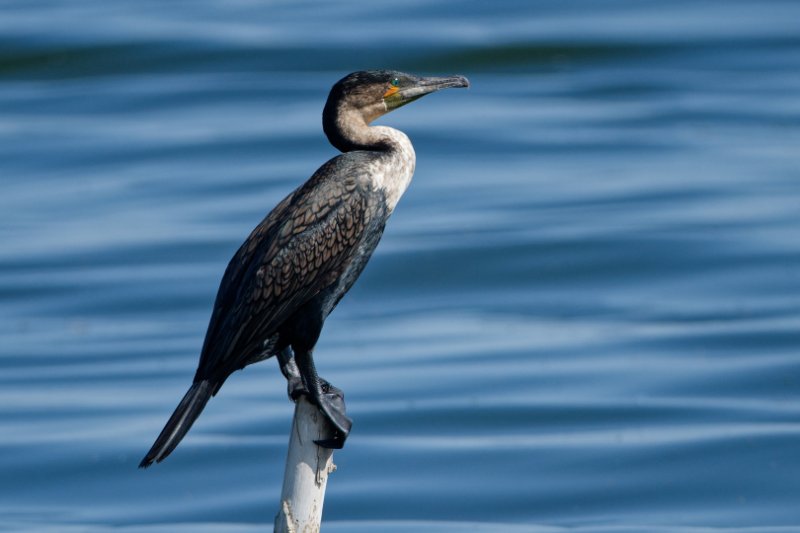 Cormoran-à-poitrine-blanche.jpg