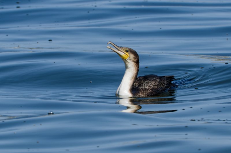 Cormoran-à-poitrine-blanche.2jpg.jpg