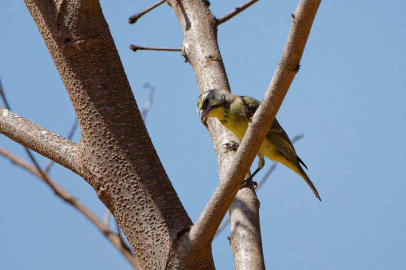 Serin-du-Mozambique.jpg