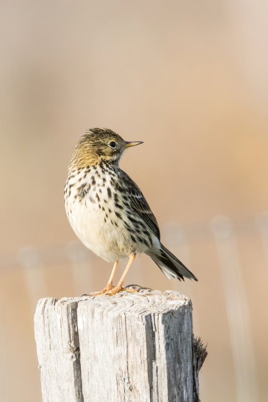 pipit farlouse.jpg