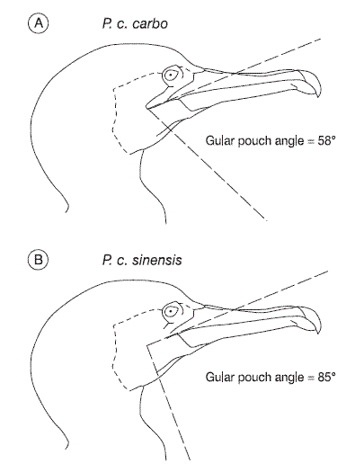 SinensisID.GIF