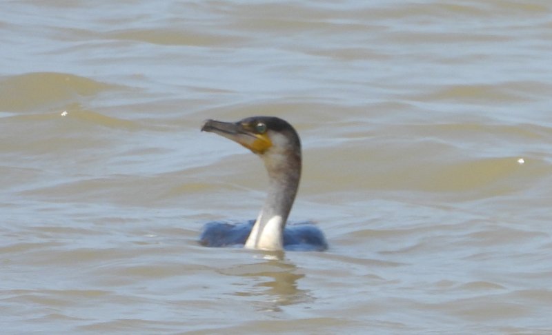 Grand Cormoran (ssp maroccanus à vérifier ) (1).JPG