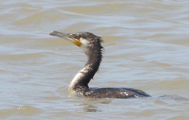 Grand Cormoran (ssp maroccanus à vérifier ) (2).JPG