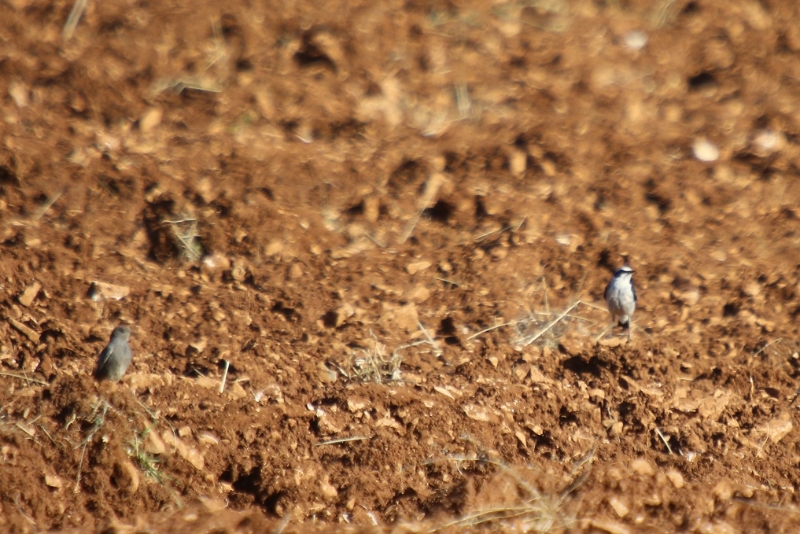 2016-07-19 Larzac (9) - Copie.JPG