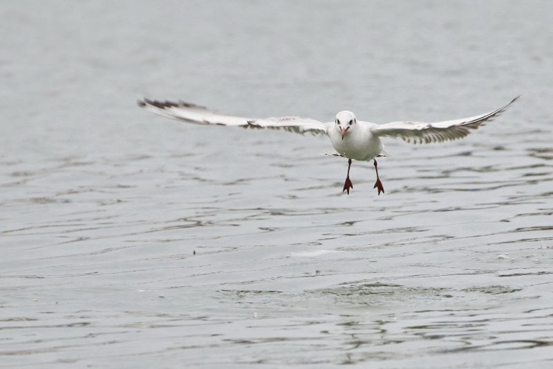 Mouette rieuse ou mélanocéphale.jpg