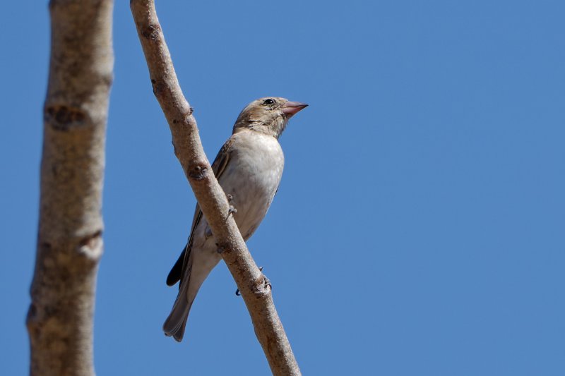 Moineau-1.jpg