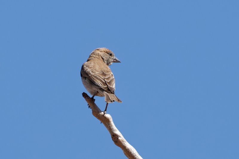 Moineau-2.jpg