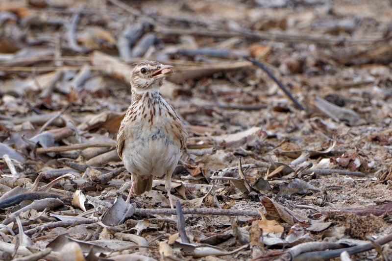 Cochevis-huppé.jpg