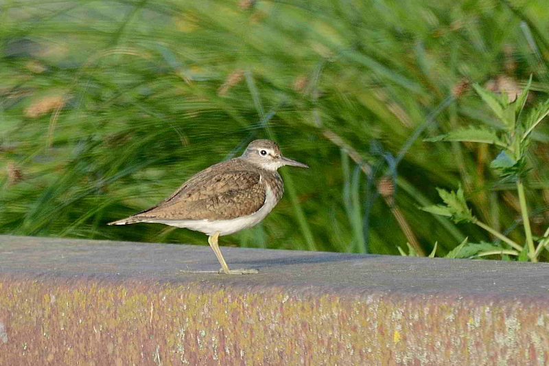 DSC_3866.JPG