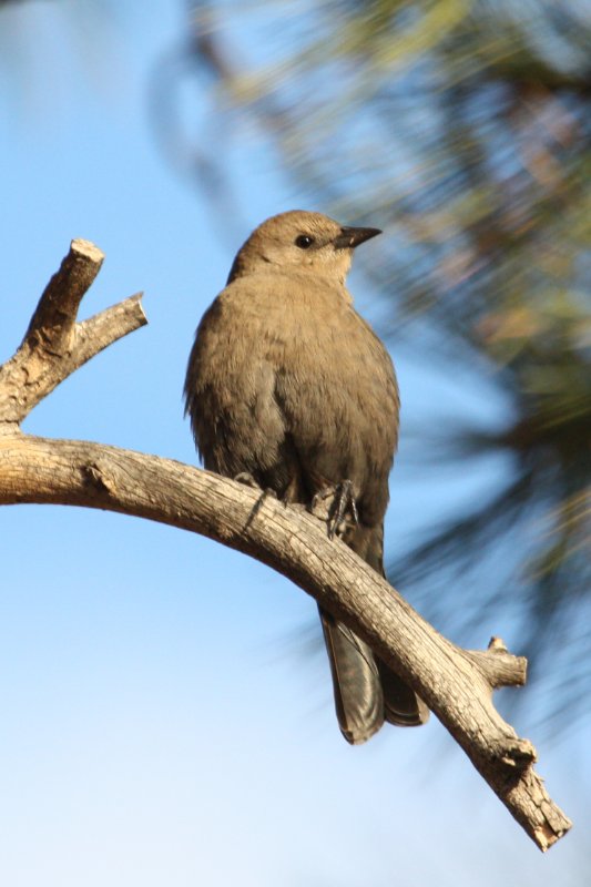 BrewersBlackbird_BryceCanyon_20100819_6164.jpg