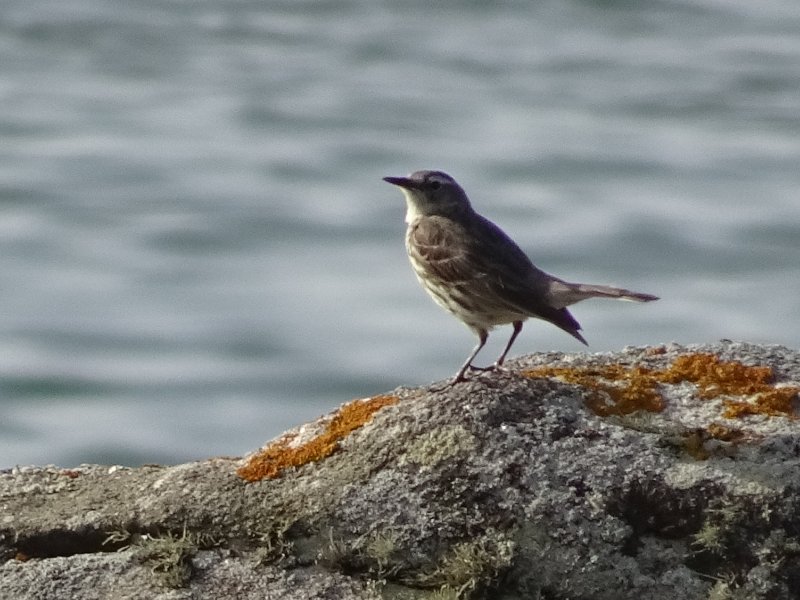 Le Pipit sponcielle (2).JPG