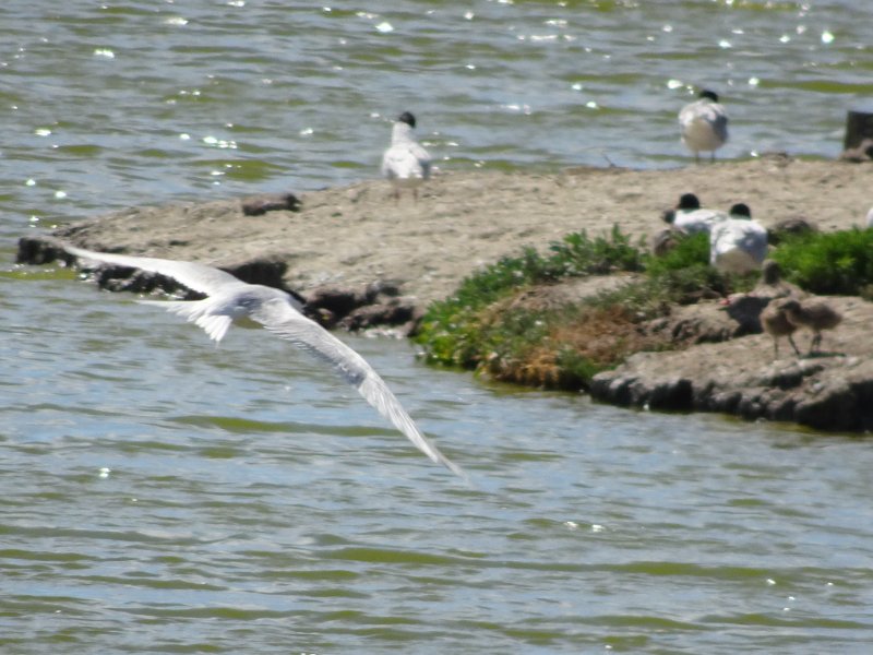 La sterne Pierregarin.JPG