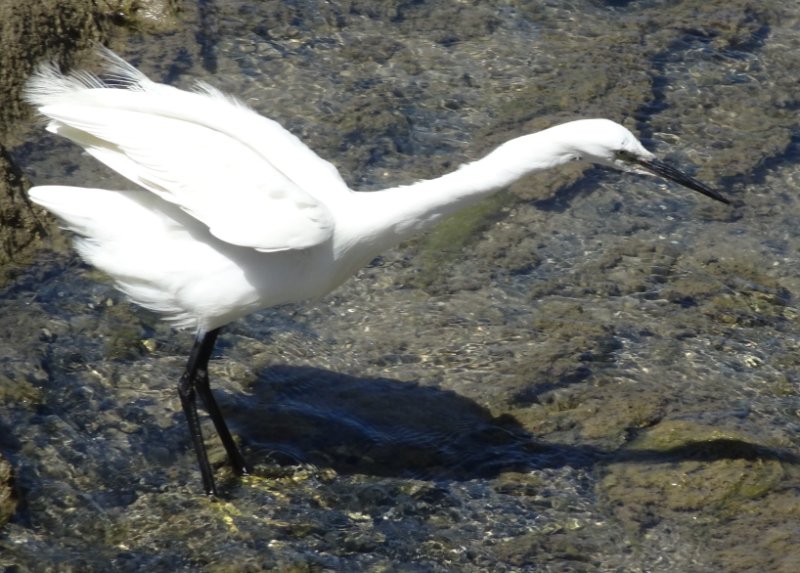 La grande aigrette (2).JPG