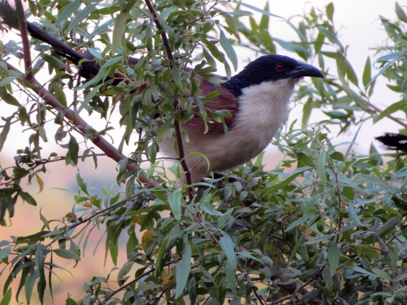 Coucal du Sénégal IMG_9643.jpg