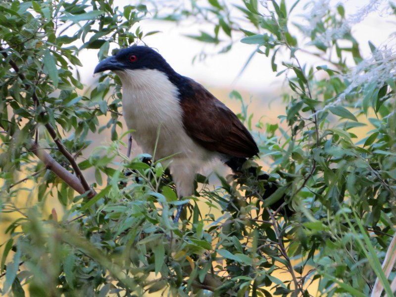 Coucal du Sénégal IMG_9651.jpg