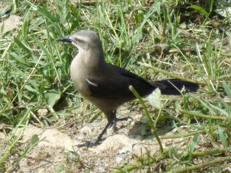 Quiscale merle 201512 Martinique.JPG