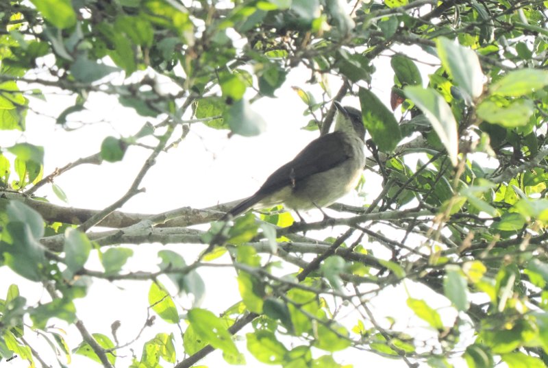 P3080180 même bulbul.JPG