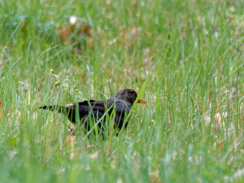 DSC_9824_01.JPG