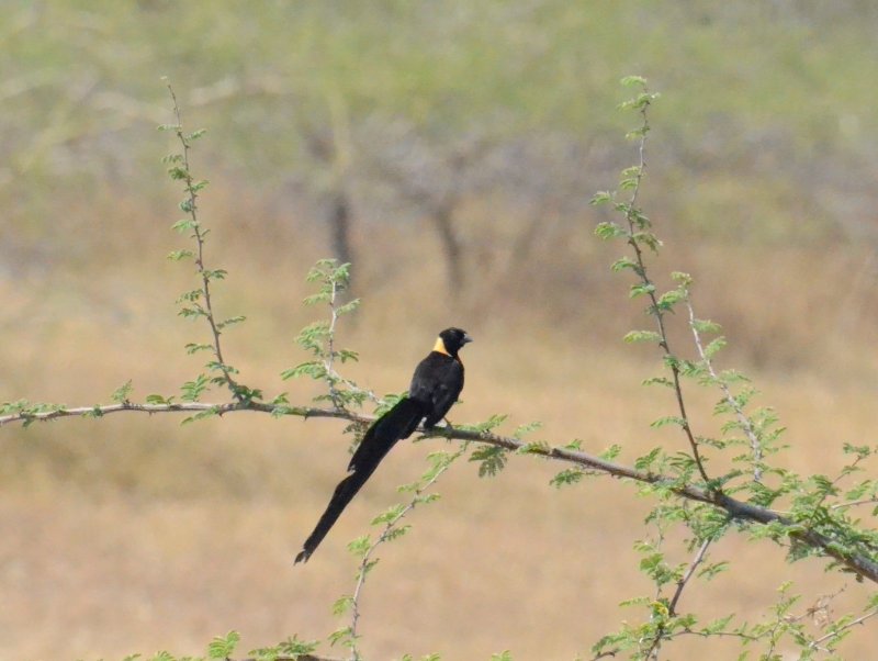 Oiseau de Paradis.jpg