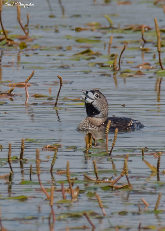 grebe a bec bigarré-25.jpg