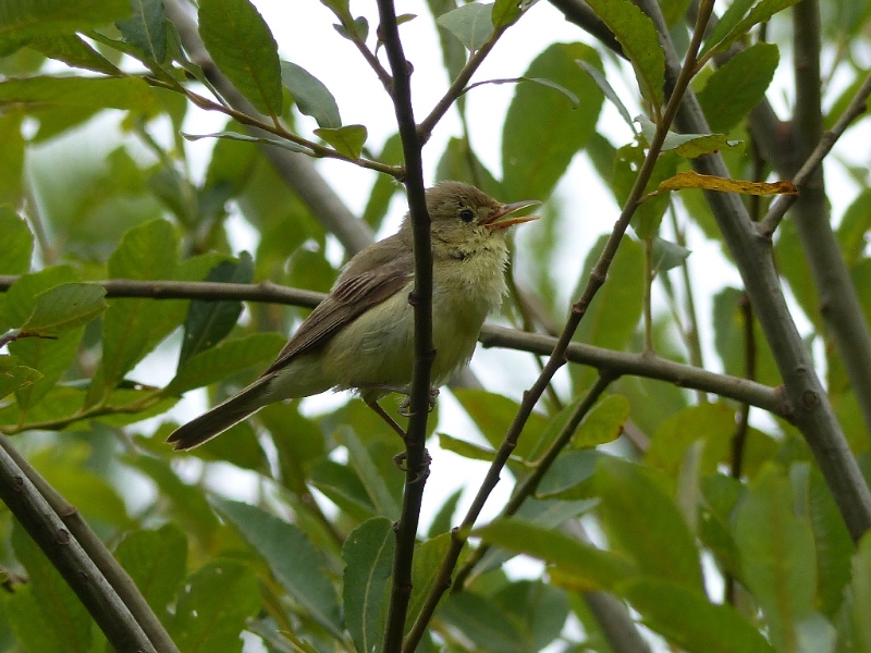 oiseau-indetermine-02.jpg