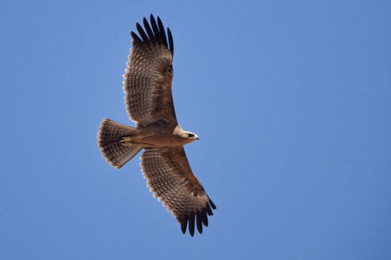 aigle.jpg