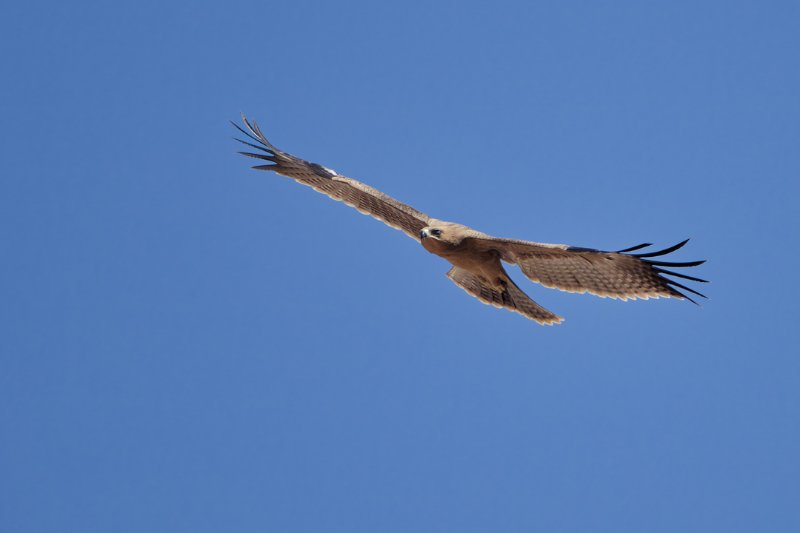 aigle-2.jpg
