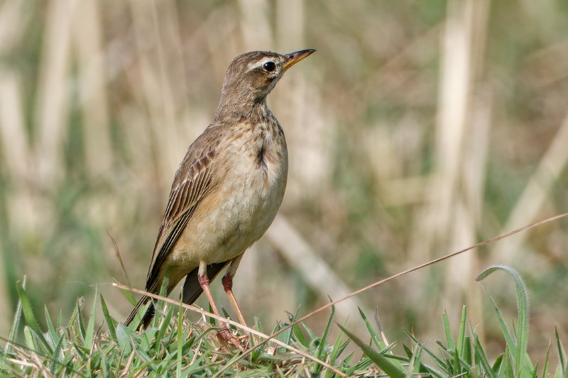 Anthus-leucophris-(8).jpg