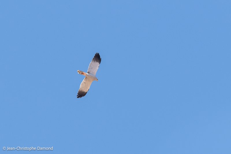 20230113-DSC_1059.jpg