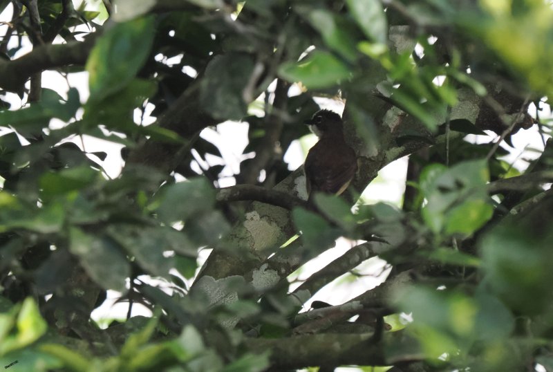 P3210197 Bulbul - .JPG
