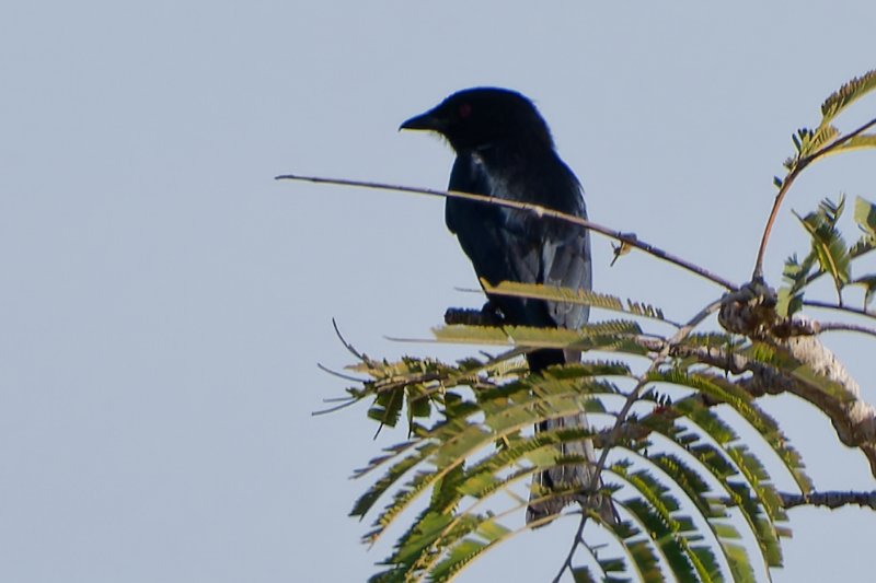Drongo.jpg