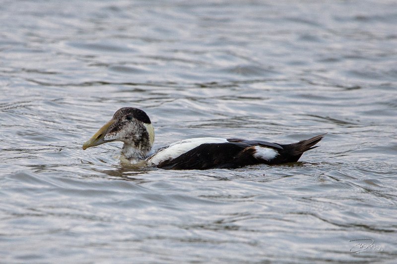 Eider à duvet_1003.JPG