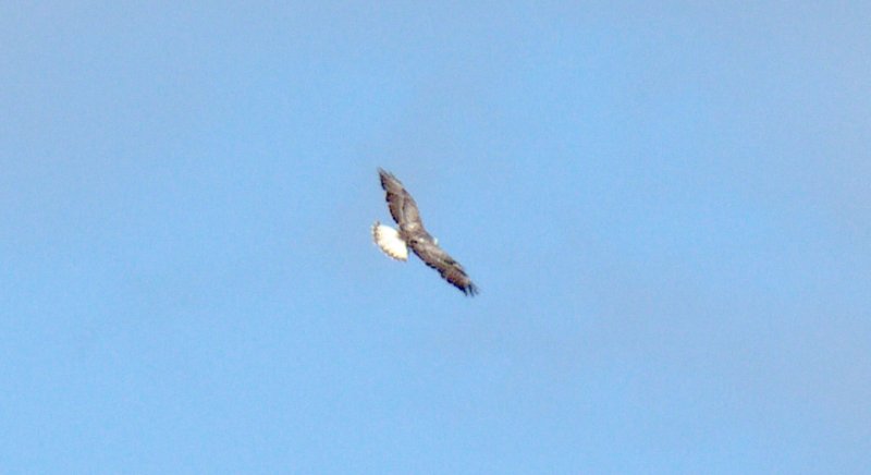 Rapace ind 1.jpg