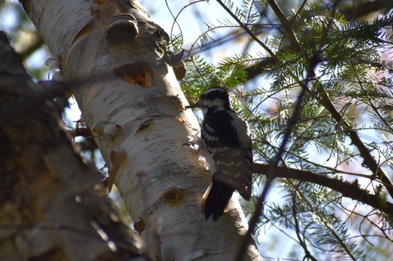 Pic chevelu Mauricie (2).JPG