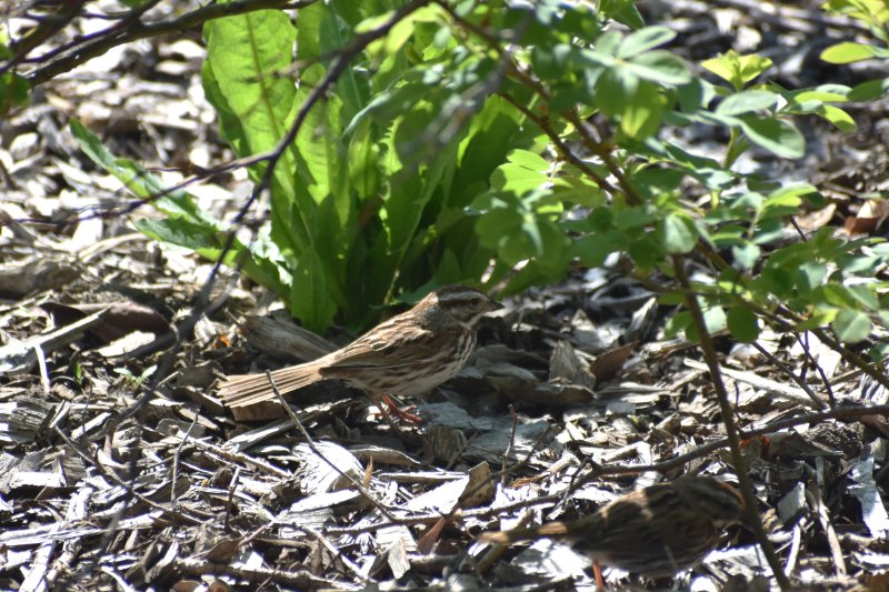 Inc Jardin botanique2.jpg