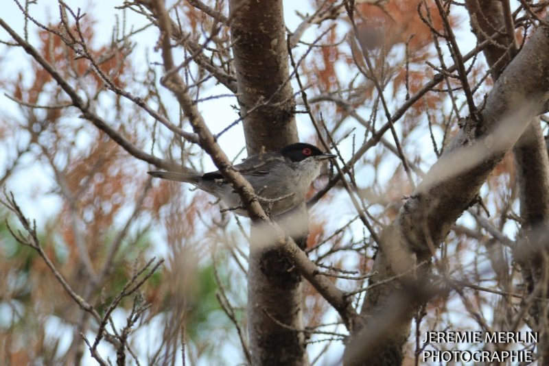 Fauvette-melanocephale-vlux-08-06-23-1a.jpg