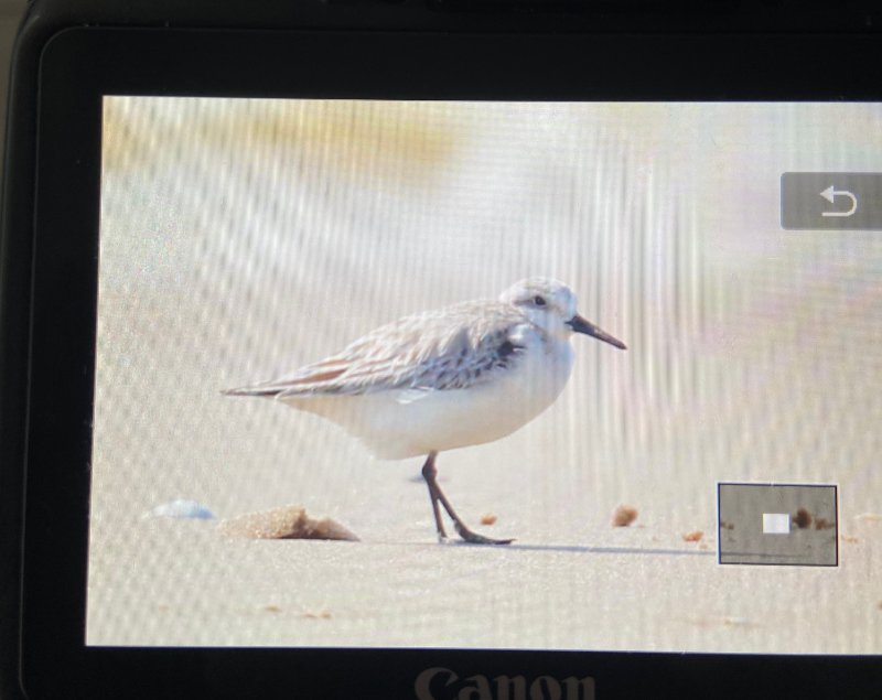 Sanderling-1.jpg