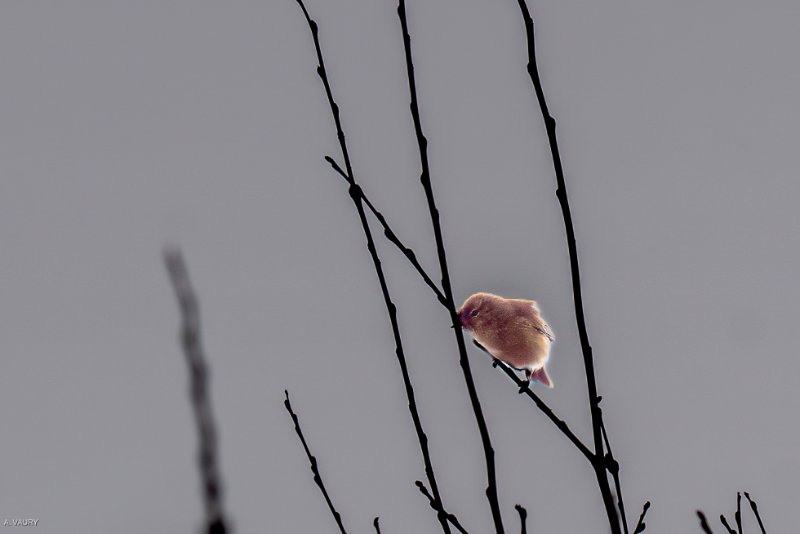 DSC08208-Avec accentuation-Bruit.jpg