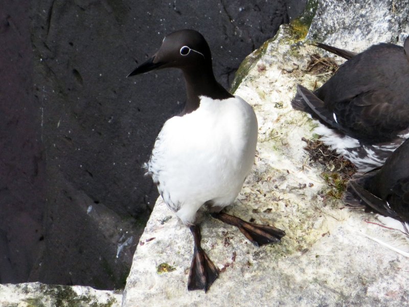 Guillemot bridé IMG_2667.jpg