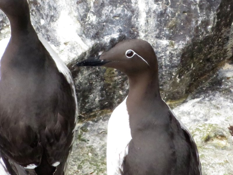 Guillemot bridé IMG_2679.jpg