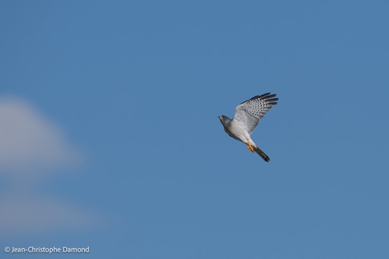 20190429-DSC_9459.jpg