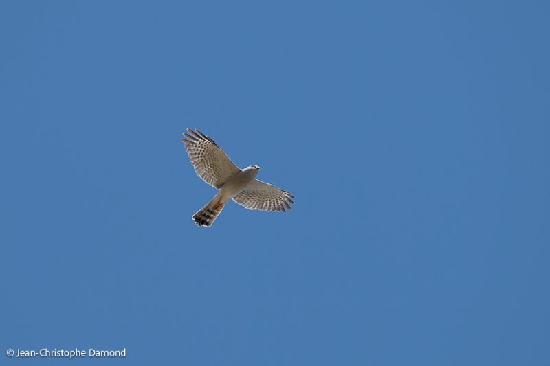 20190426-DSC_7573.jpg